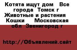 Котята ищут дом - Все города, Томск г. Животные и растения » Кошки   . Московская обл.,Звенигород г.